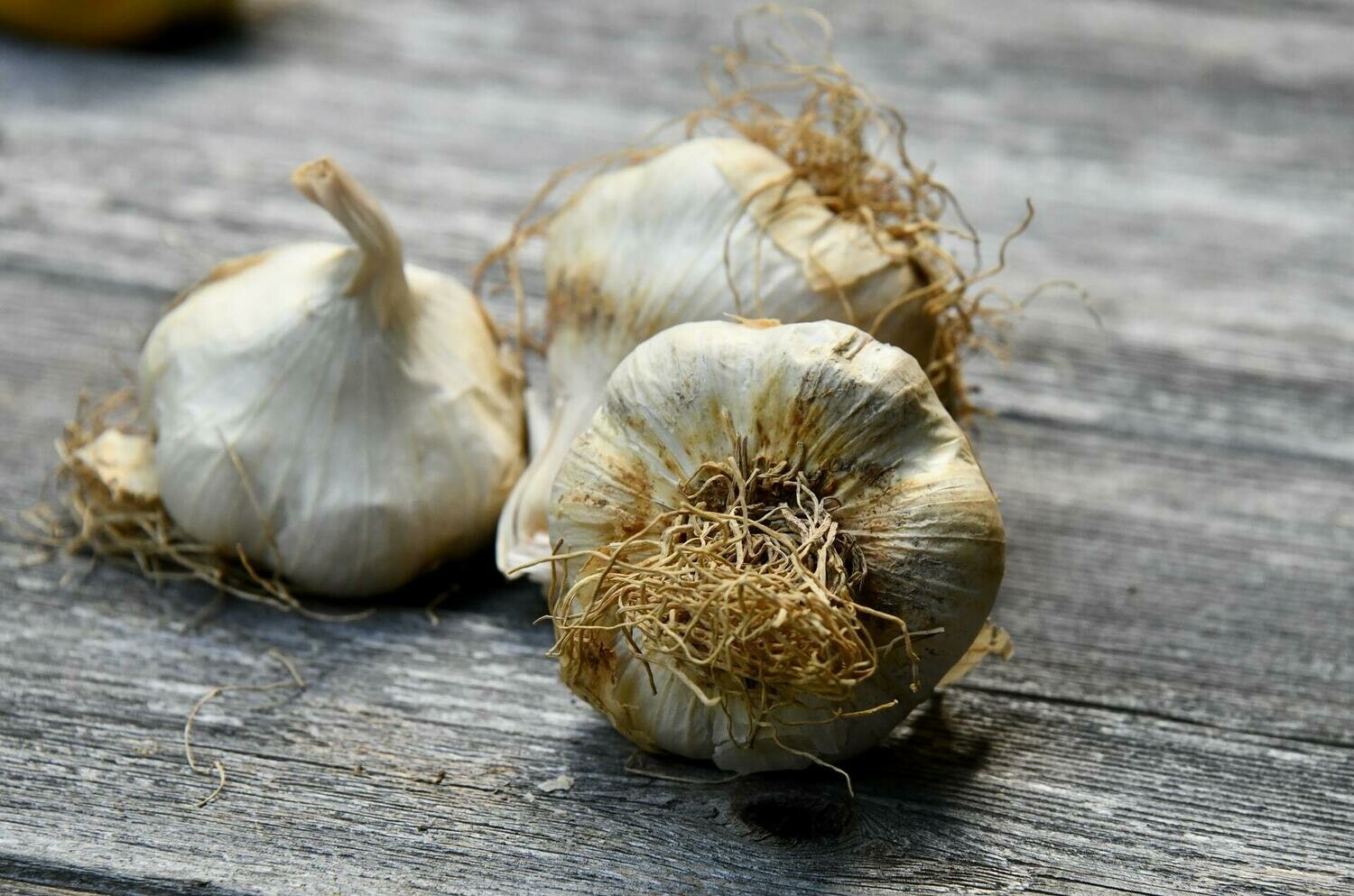 Garlic - 3 Pack Garlic - 3 Pack