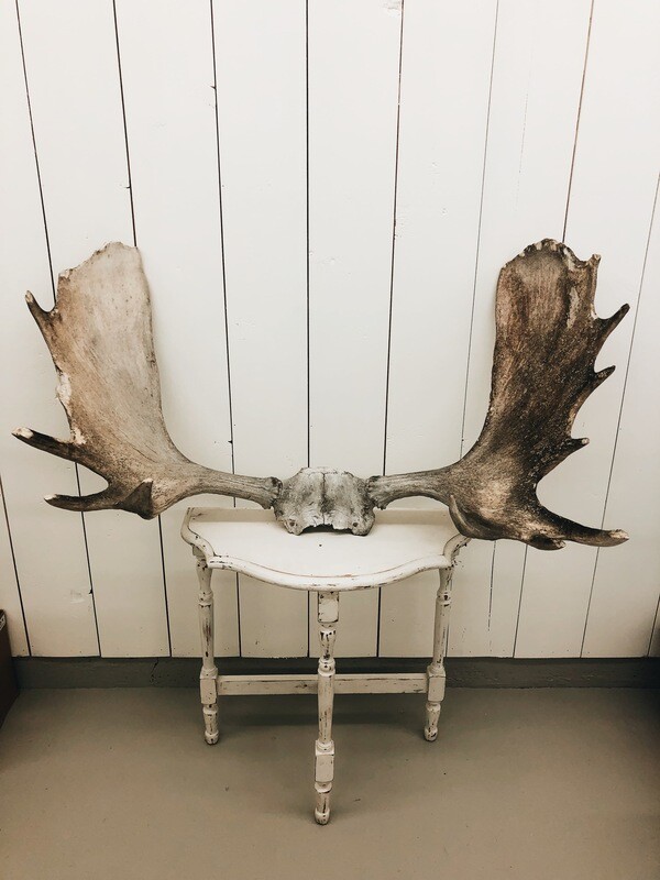 Moose Antlers