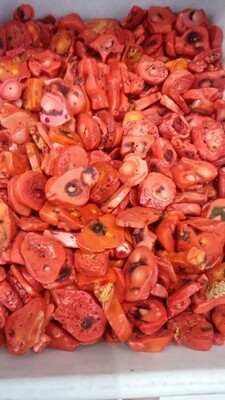 rodajas coral rojo por 100grs