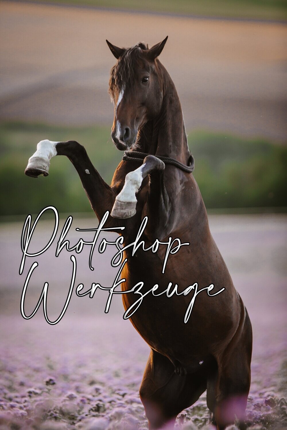 Videotraining Photoshop Werkzeuge