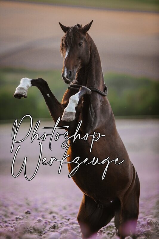 Videotraining Photoshop Werkzeuge