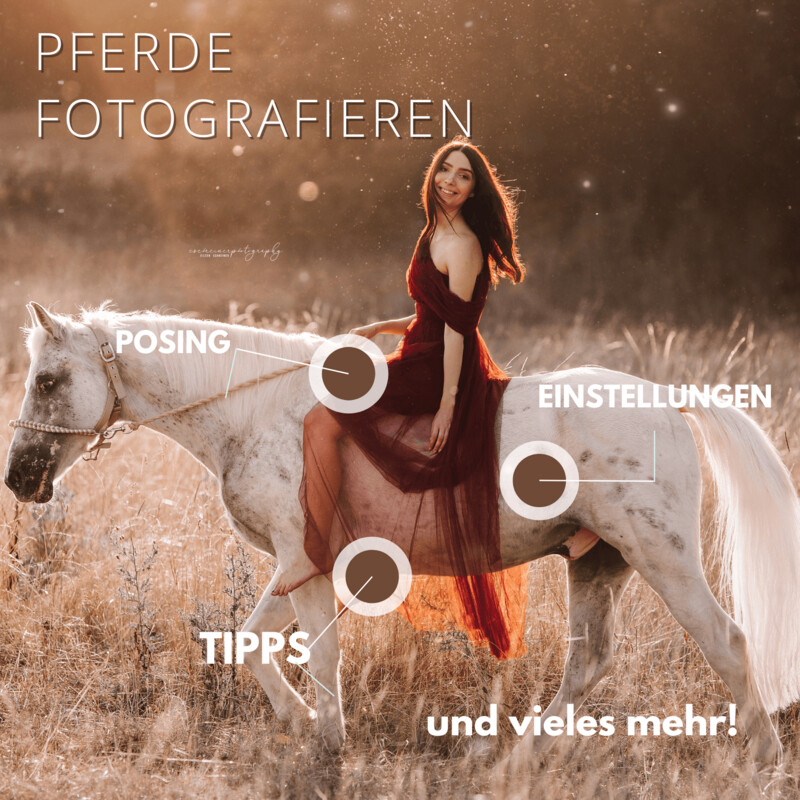 Pferdefotografie-Guide