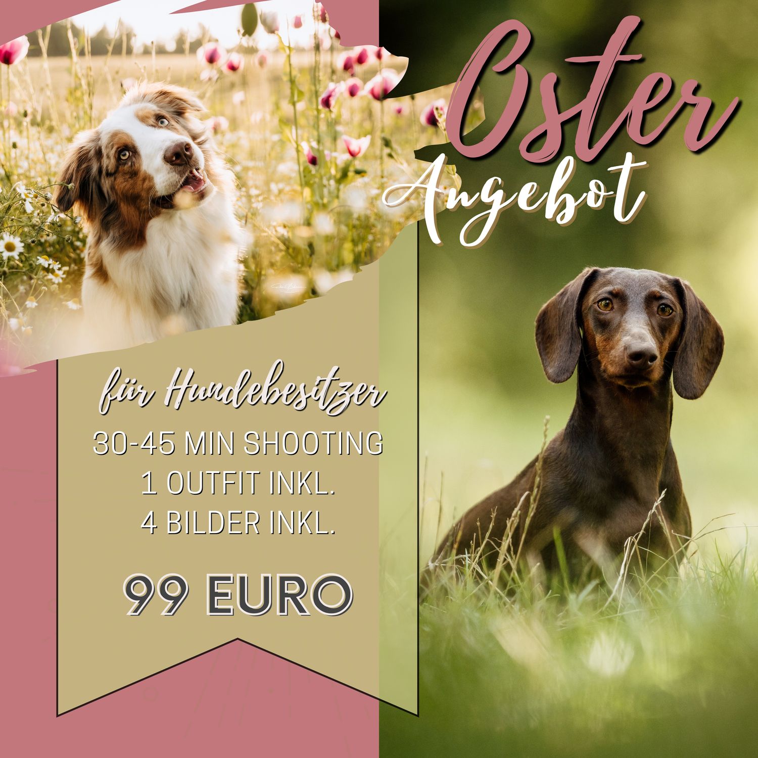 Osterangebot für Hundebesitzer