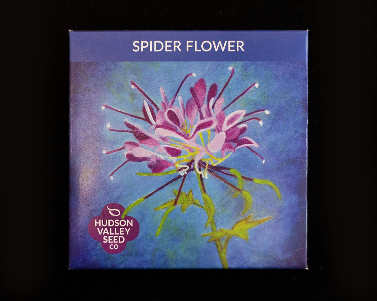 Spider Flower Seeds