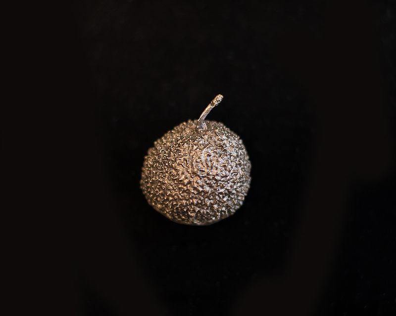 Sycamore Pod