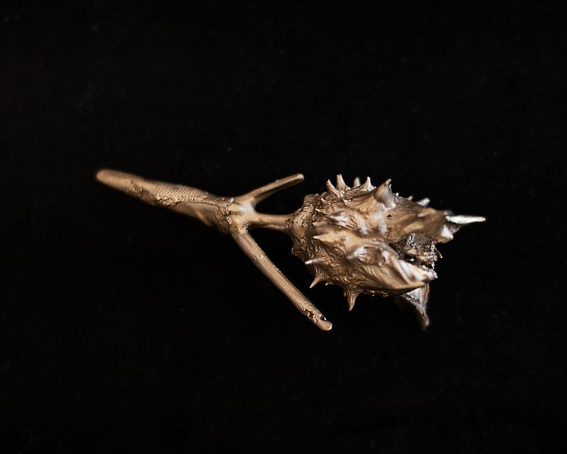 Datura Branch