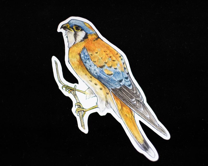 American Kestrel Sticker