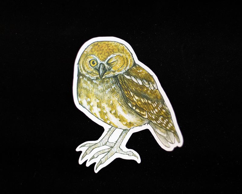 Owl Sticker