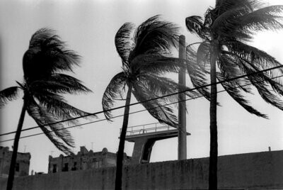 Palm Trees and Diving Platform: Havana, Cuba, 2002