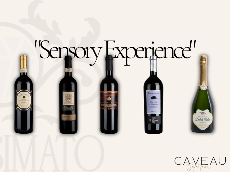 "Sensory Experience"