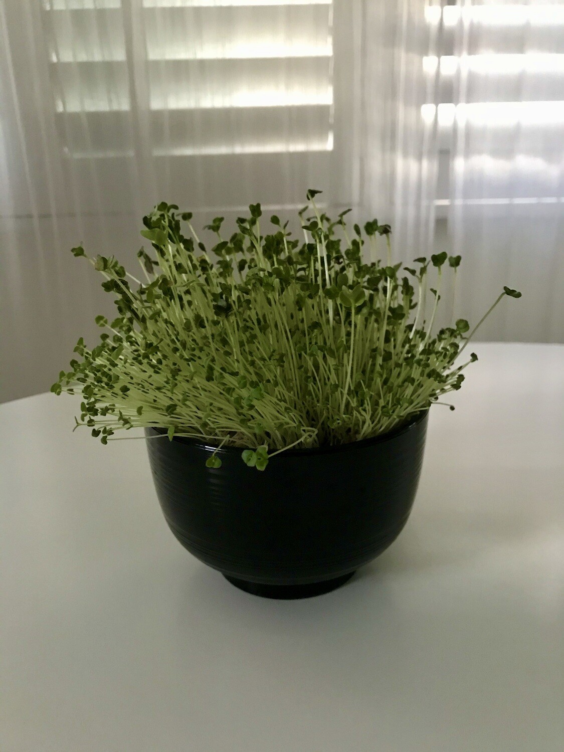 Urban Microgreens - Easy Grow Home Kit - Japanese Black Lacquer