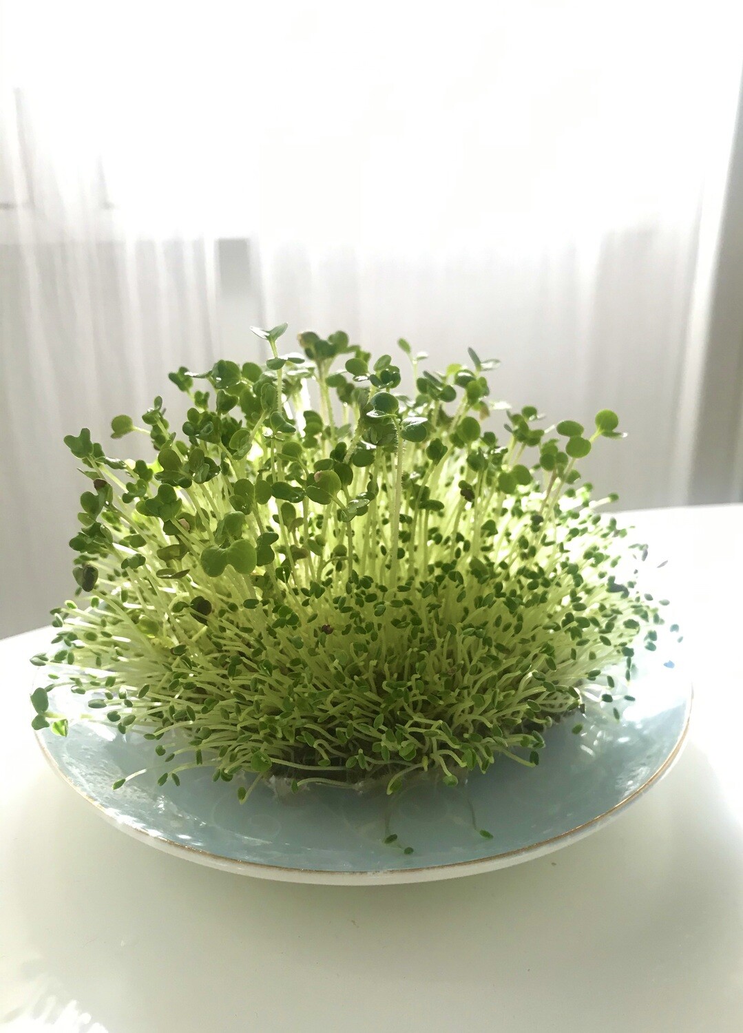 Urban Microgreens - Easy Grow Home Kit