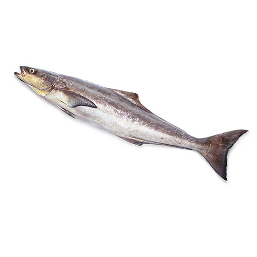 MODHA FISH/(Per kg)