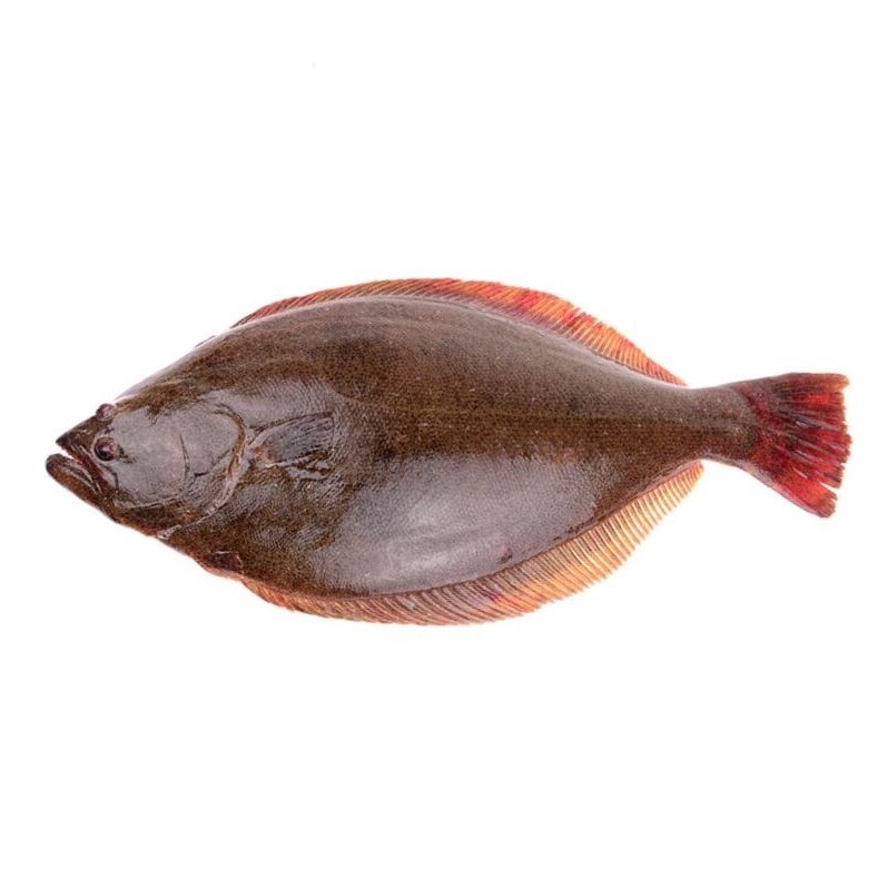 HALIBUT/ AYIRAM PALLI FISH