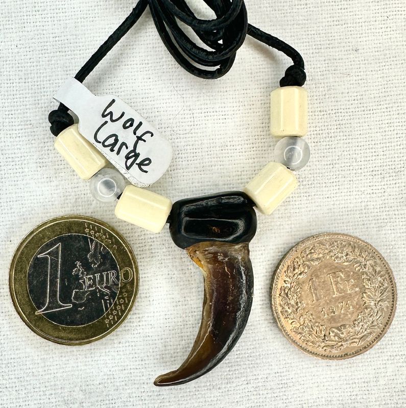 Echte Original Wolfs Kralle - Rarität