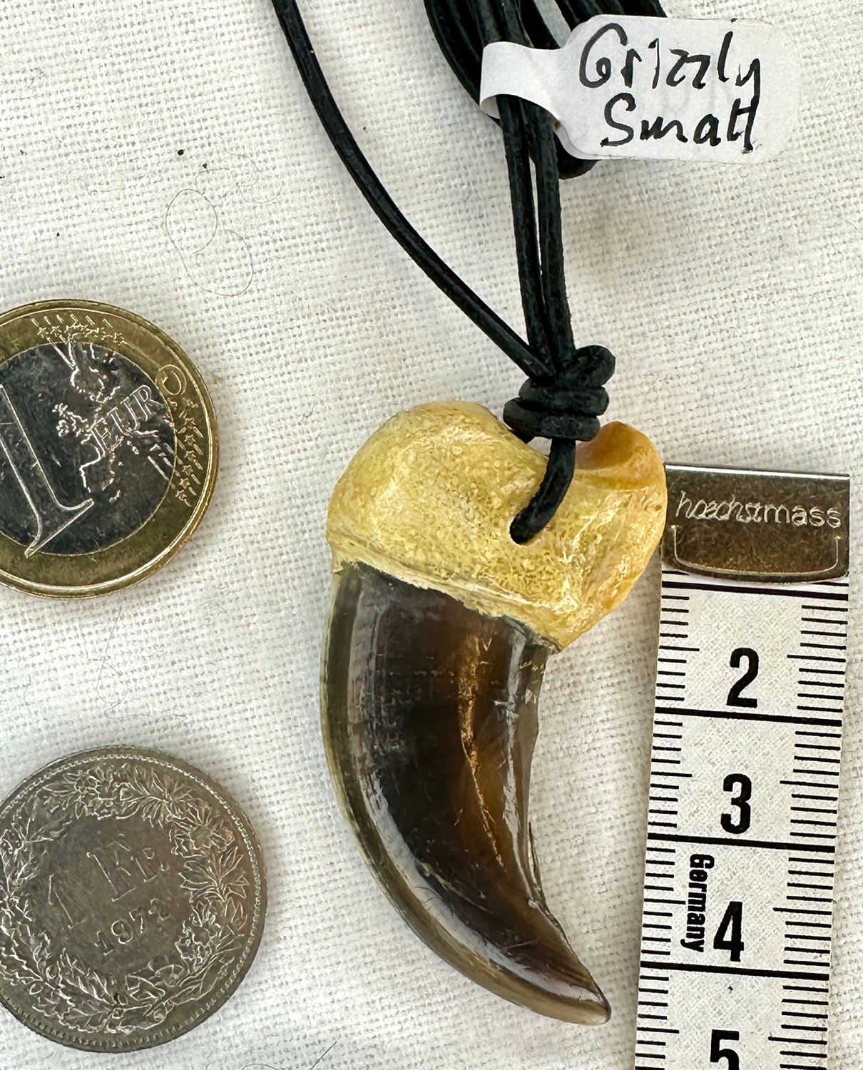 Echte Original  Grizzly Bären Kralle small - Rarität