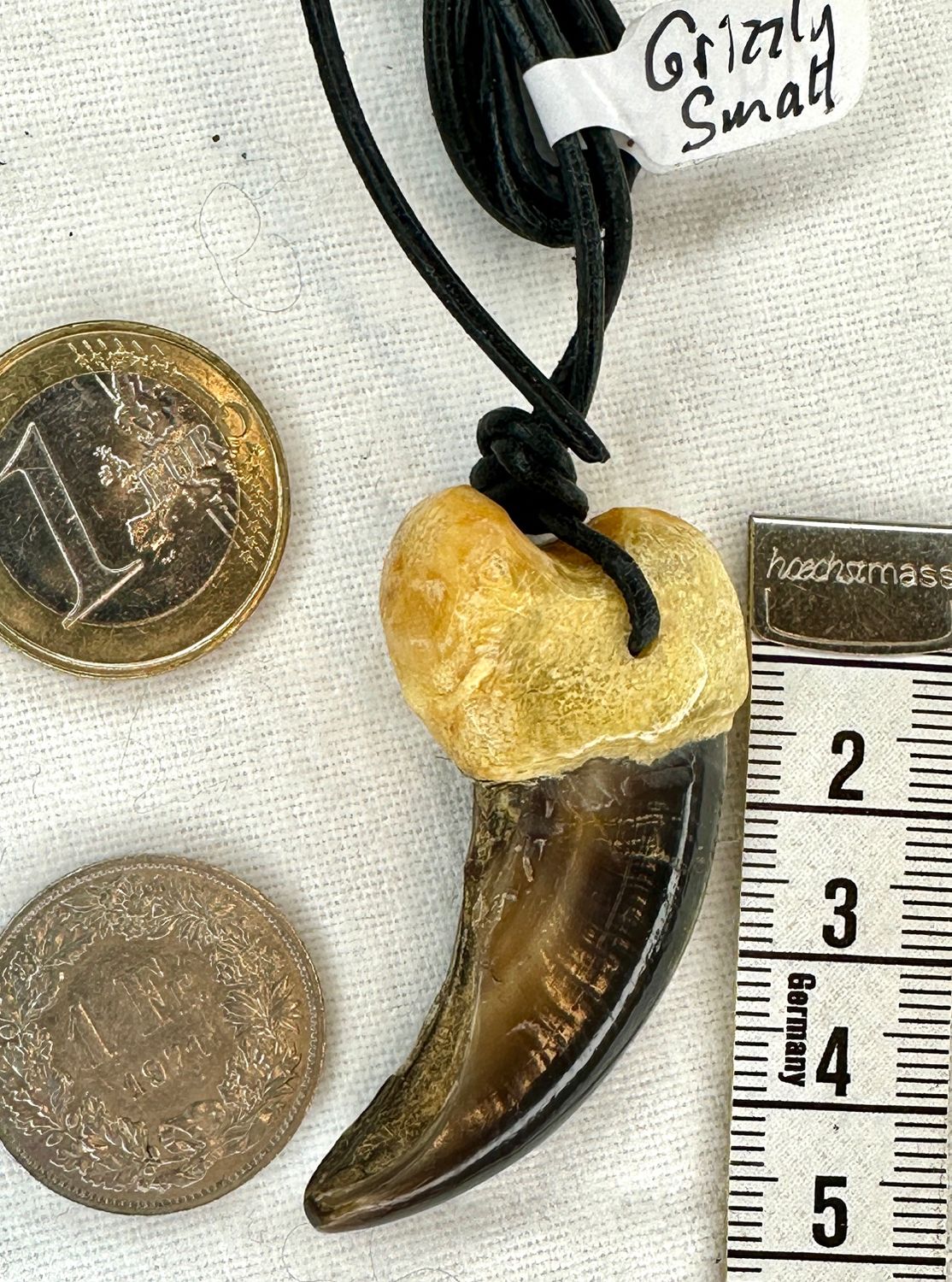 Echte Original  Grizzly Bären Kralle small - Rarität