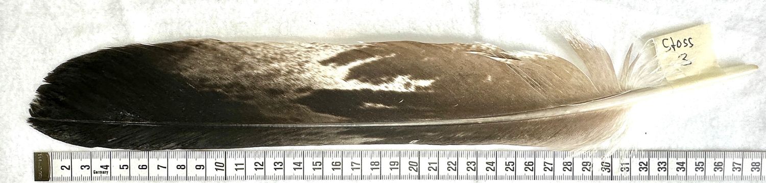 Echte Adlerfeder -Stoss 3