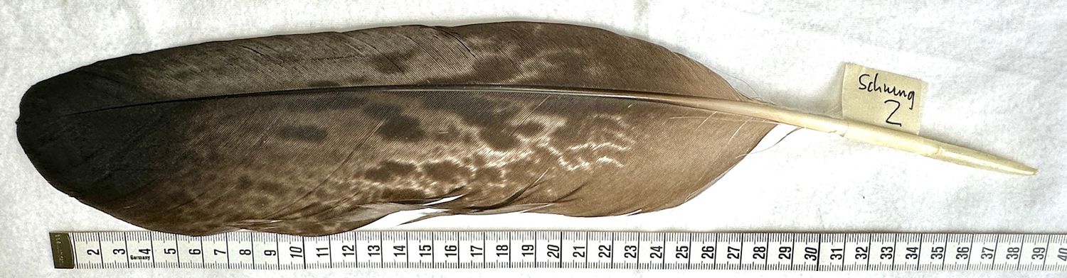 Echte Adlerfeder -vom Flügel 2