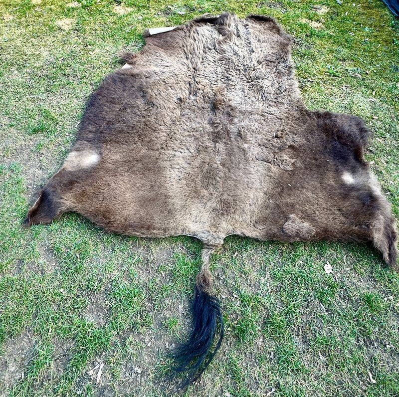Büffelfell Bison