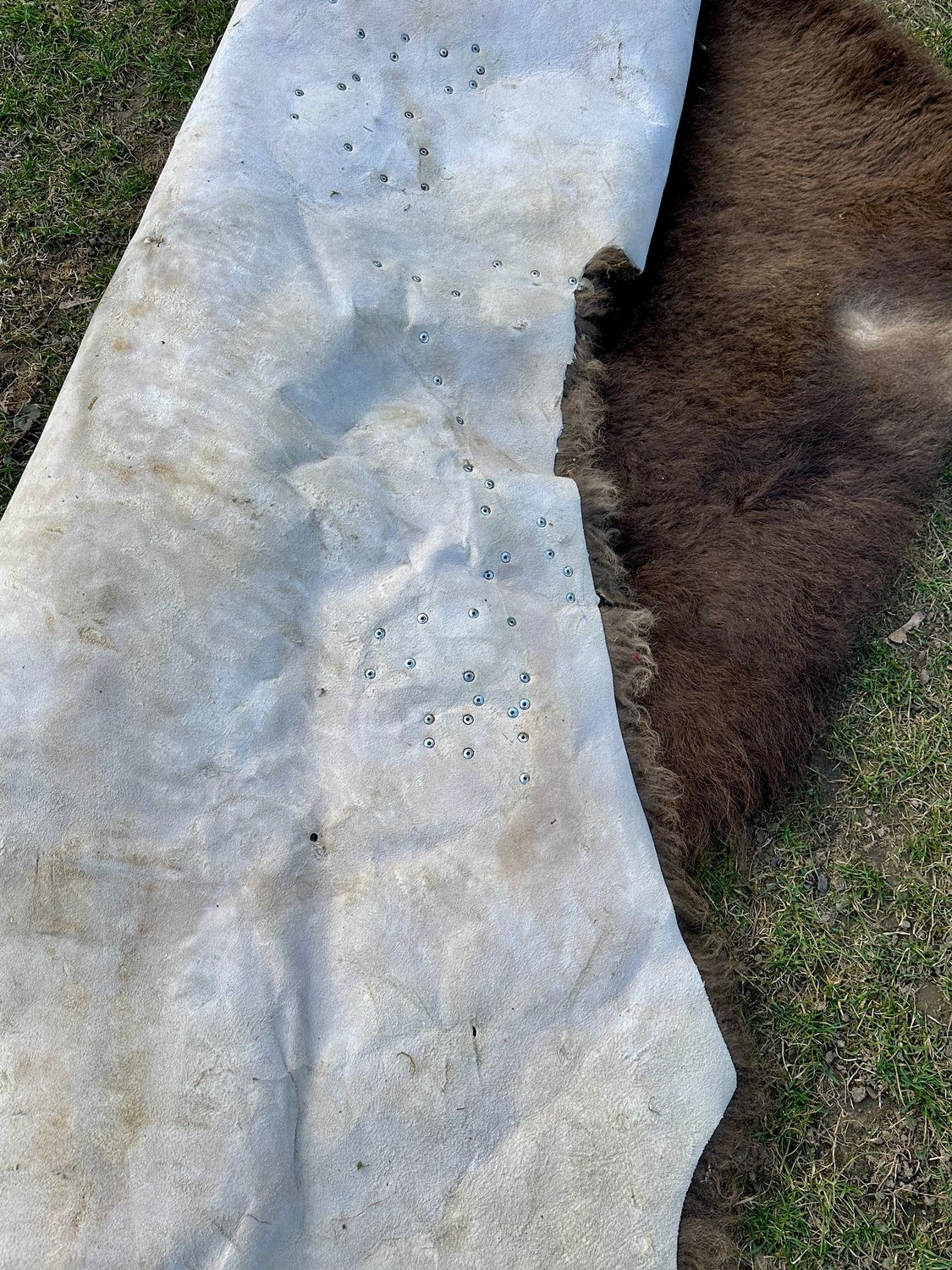 Büffelfell Bison