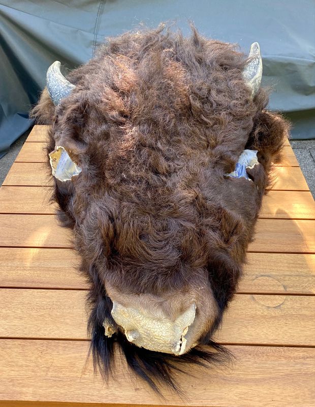 Jung Büffel Bison Kopf