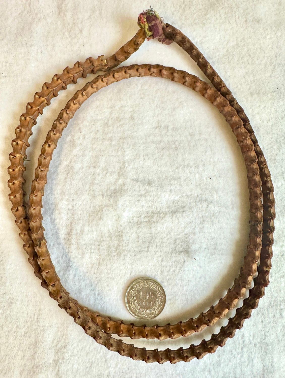 Ältere, echte Schlangen Wirbel Knochen Kette -Selten