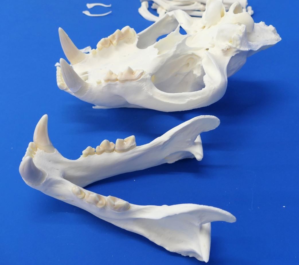 Echter Tigerschädel von einem Altpräparat- Rarität!