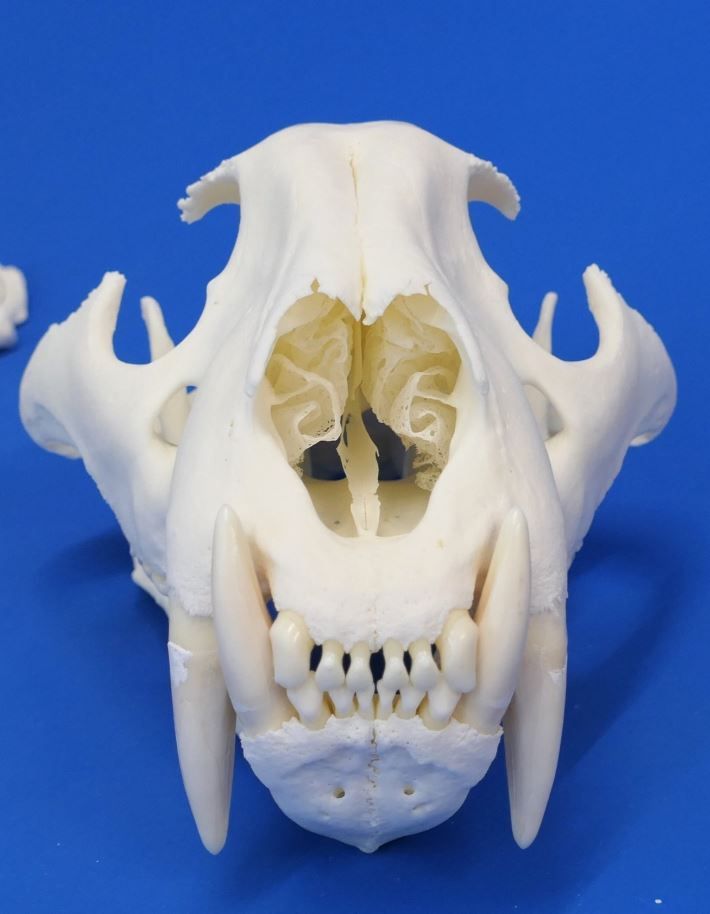 Echter Tigerschädel von einem Altpräparat- Rarität!