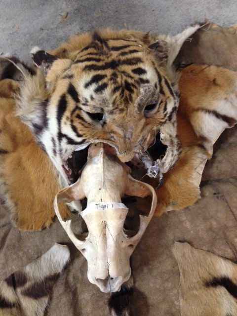 Echter Tigerschädel von einem Altpräparat- Rarität!