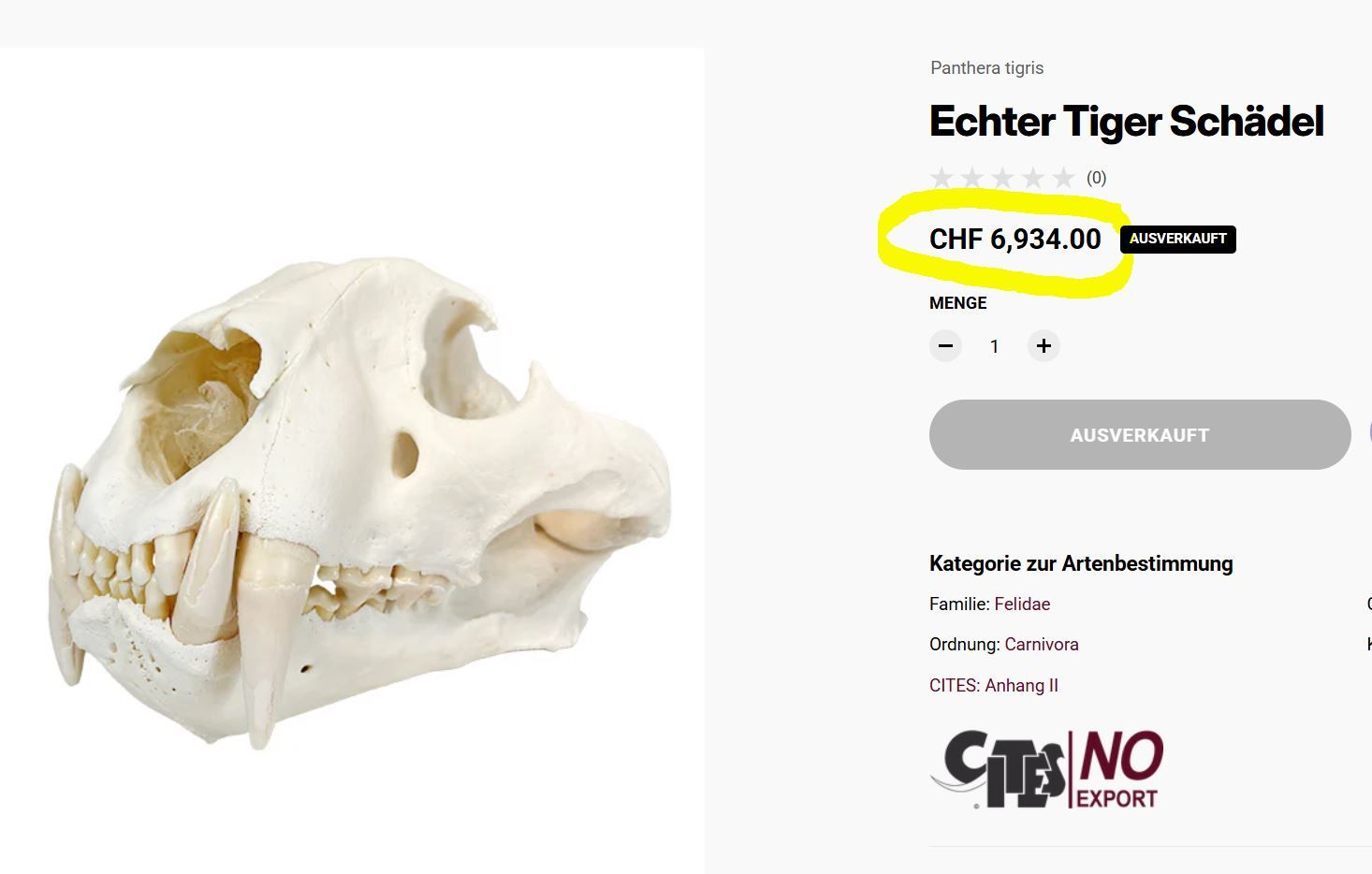Echter Tigerschädel von einem Altpräparat- Rarität!