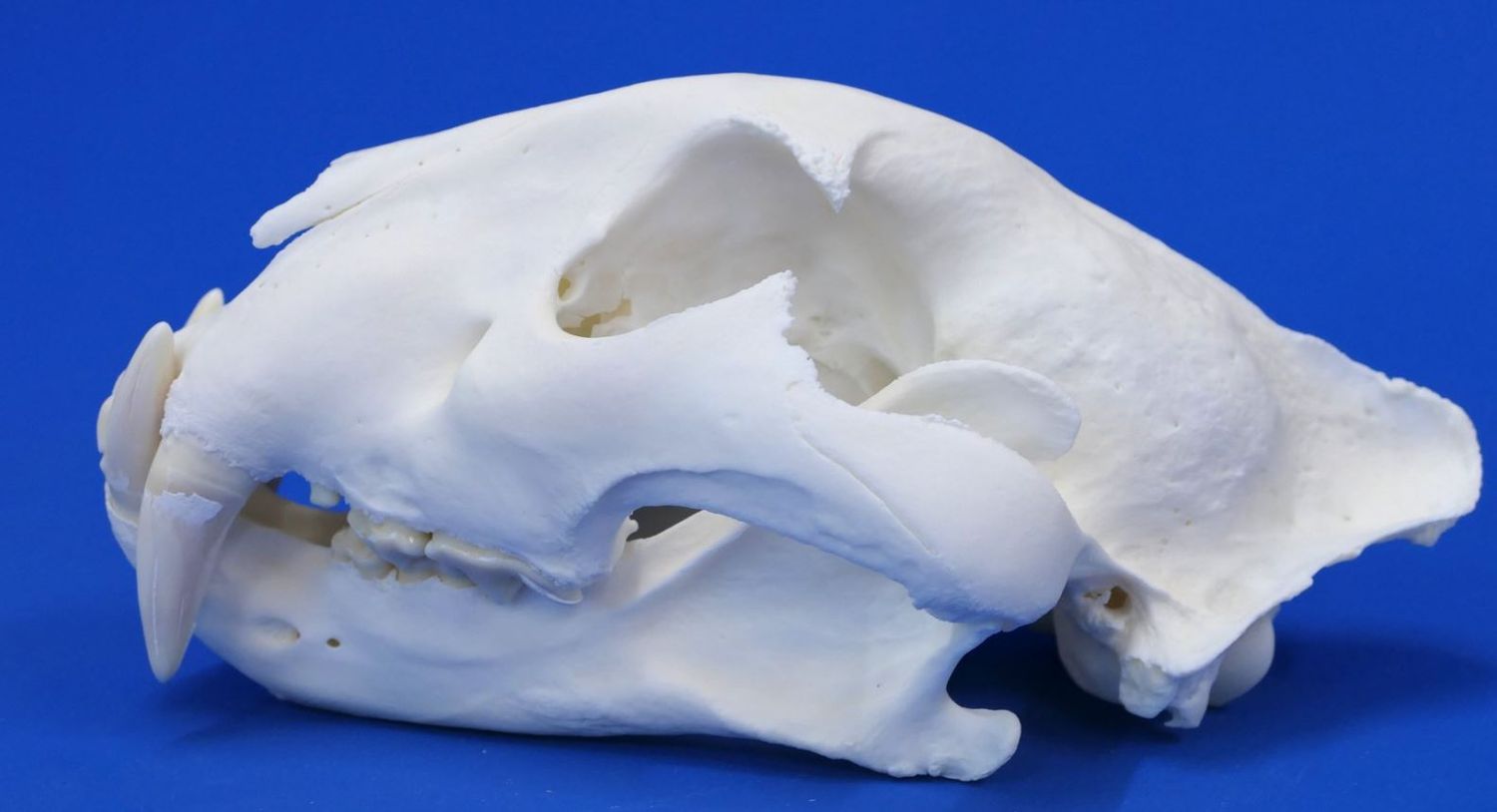 Echter Tigerschädel von einem Altpräparat- Rarität!