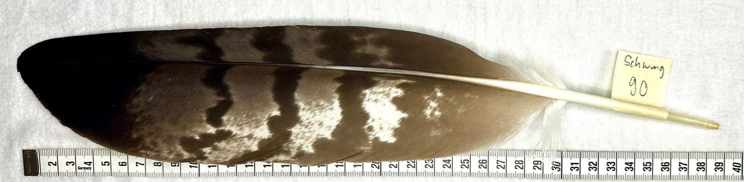 Echte Adlerfeder -Schwung 90
