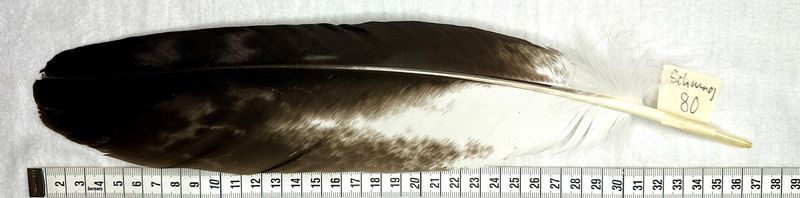 Echte Adlerfeder -Schwung 80