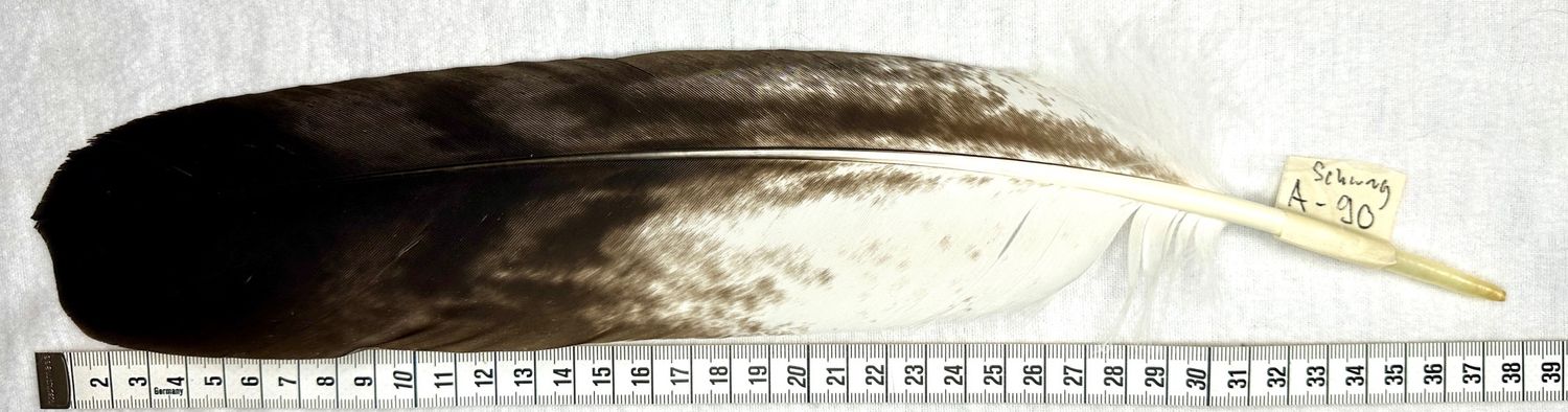 Echte Adlerfeder -Schwung A 90