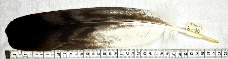 Echte Adlerfeder -Schwung A 90