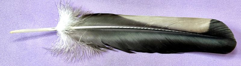 Kondor Feder 2 farbig - Condor - Selten