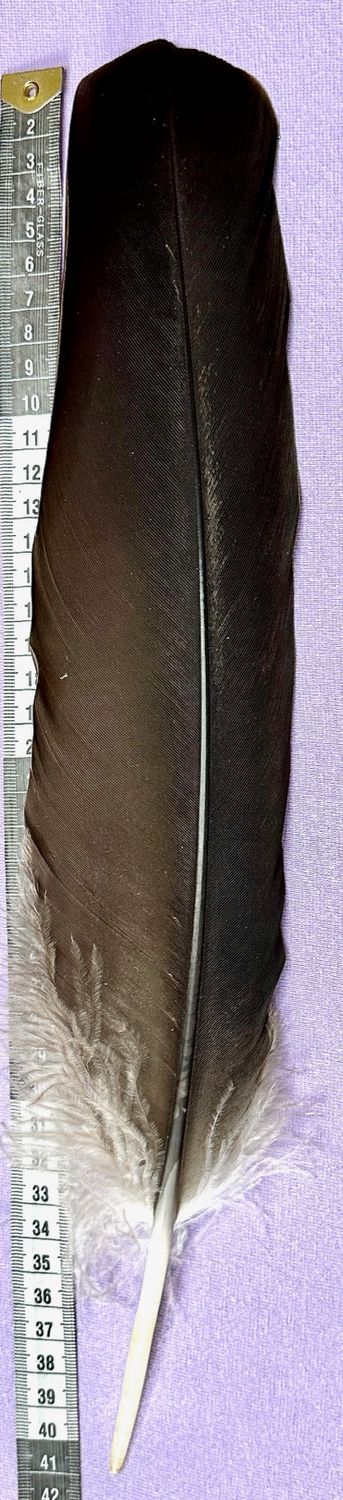 Kondor Feder schwarz - Condor - Selten