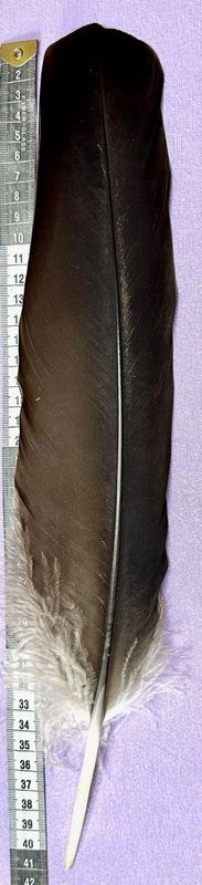 Kondor Feder schwarz - Condor - Selten