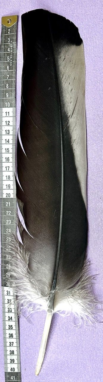 Kondor Feder 2 farbig - Condor - Selten