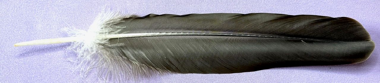 Kondor Feder schwarz - Condor - Selten