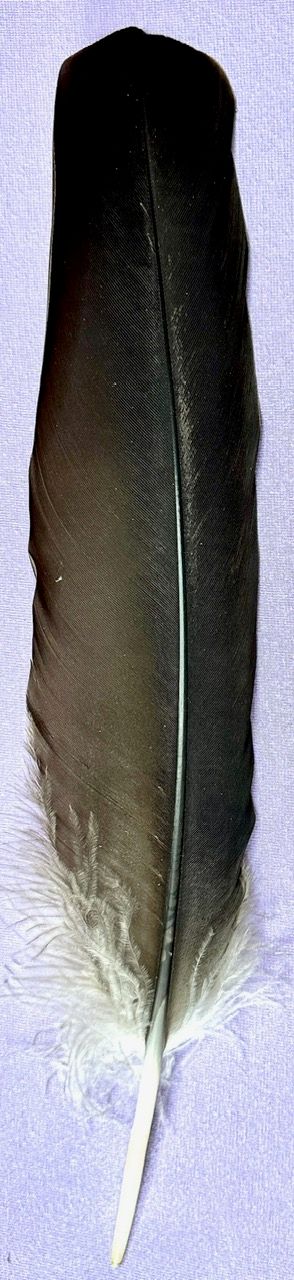 Kondor Feder schwarz - Condor - Selten