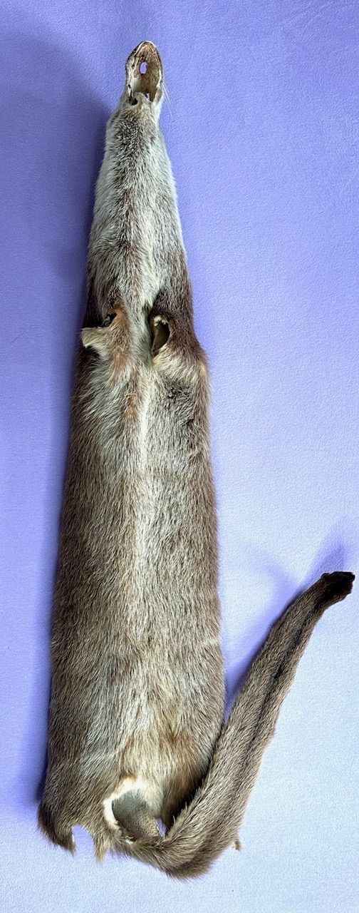 Echtes Otter Fell - 2011 legal importiert