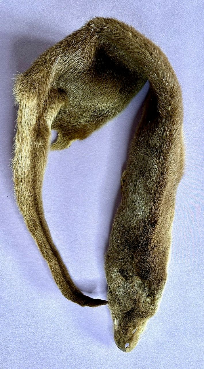 Echtes Otter Fell - 2011 legal importiert