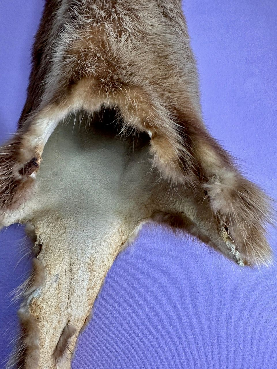 Echtes Otter Fell - 2011 legal importiert