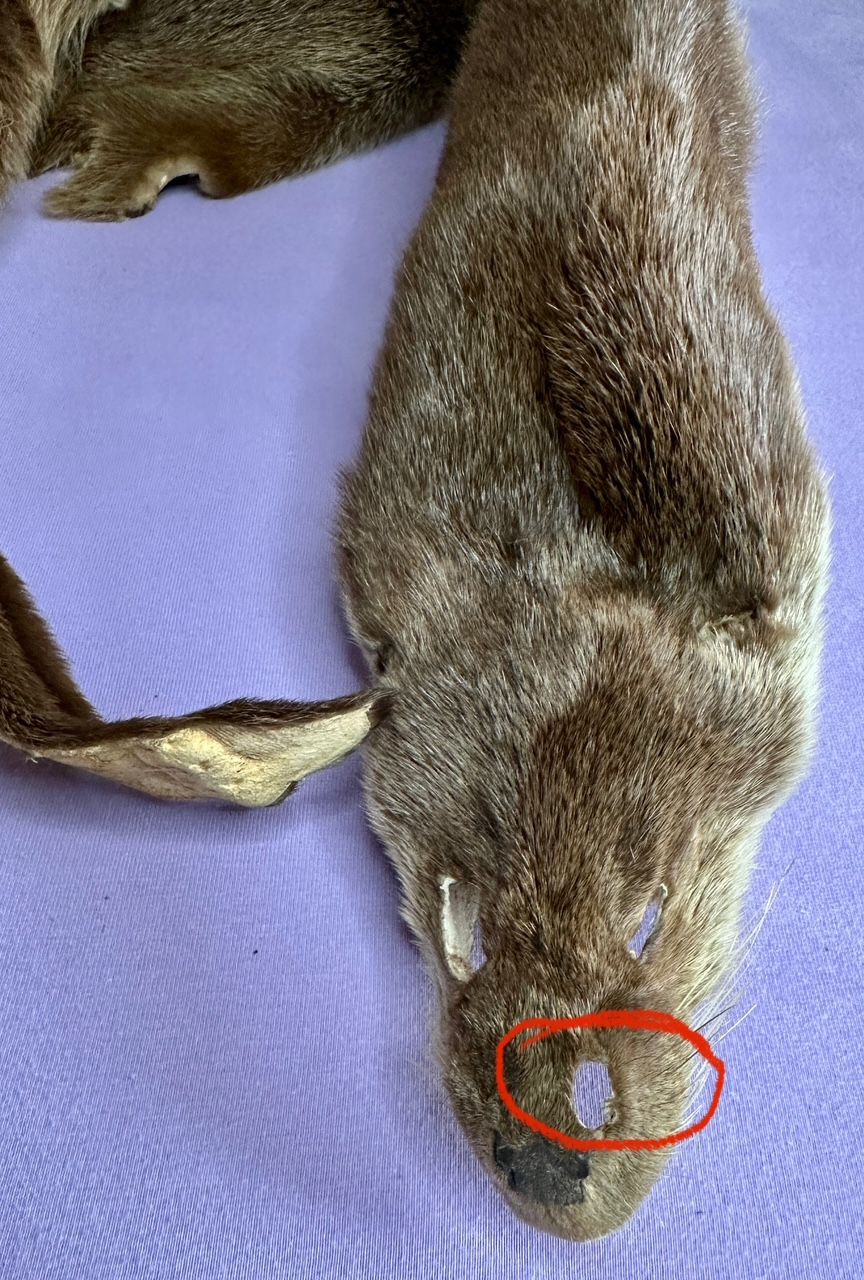 Echtes Otter Fell - 2011 legal importiert