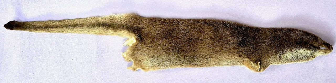 Echtes Otter Fell - 2011 legal importiert