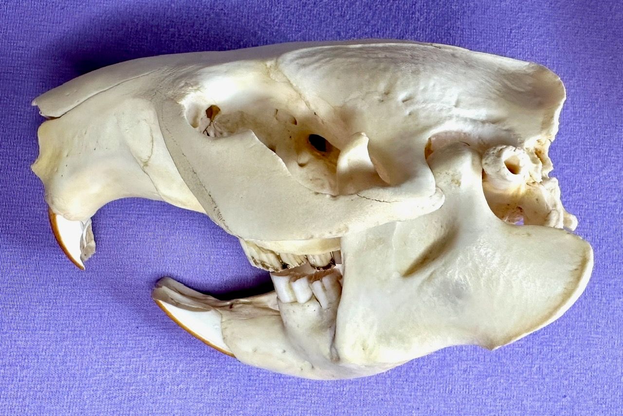 Echter Otter Schädel - 2011 legal importiert