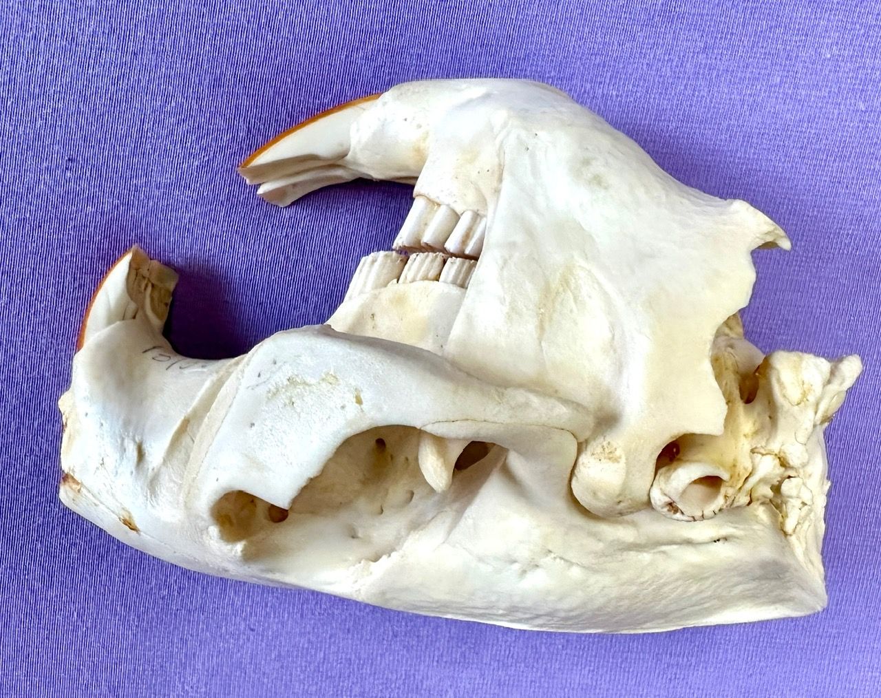 Echter Otter Schädel - 2011 legal importiert