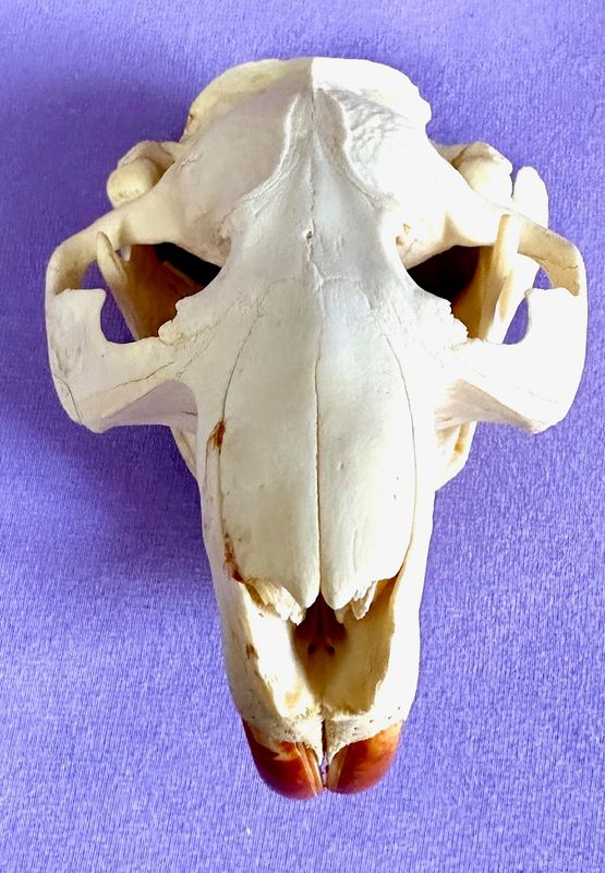 Echter Otter Schädel - 2011 legal importiert